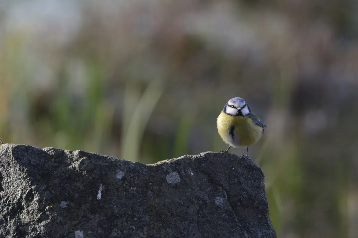 Oiseau sauvage dans son milieu naturel — photographie d’Yvon JACQUES