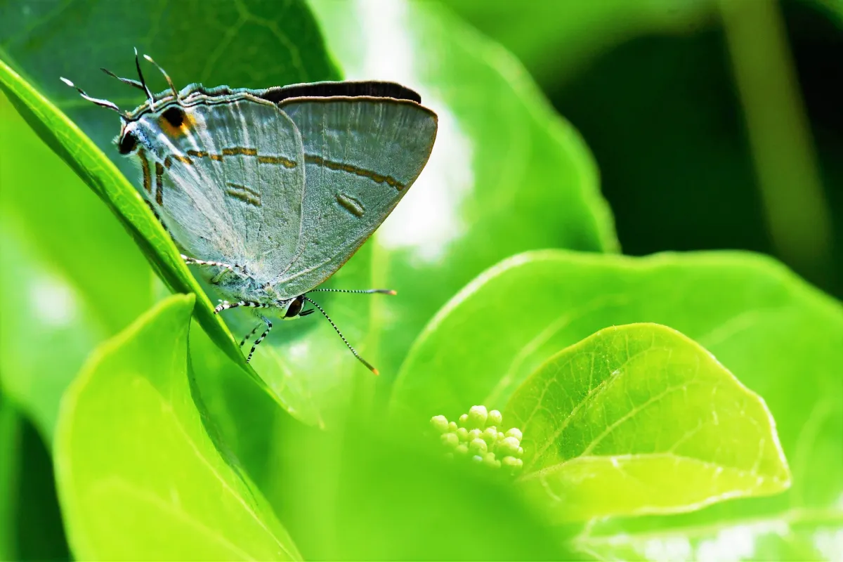 Papillon sauvage posé sur la végétation — photographie d’Yvon JACQUES