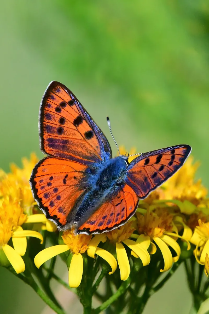 Papillon sauvage posé sur la végétation — photographie d’Yvon JACQUES