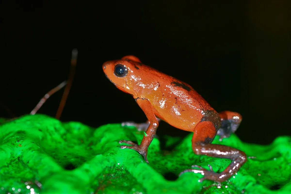 Grenouille, crapaud ou batracien à fleur d’eau — photographie d’Yvon JACQUES