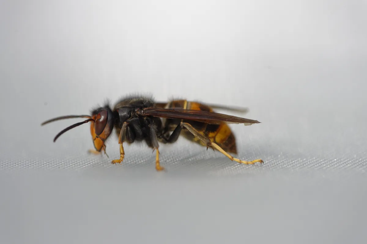 Insecte photographié en gros plan dans la nature — photographie d’Yvon JACQUES