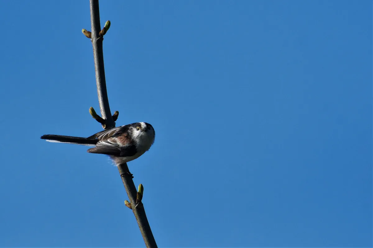 Oiseau sauvage dans son milieu naturel — photographie d’Yvon JACQUES
