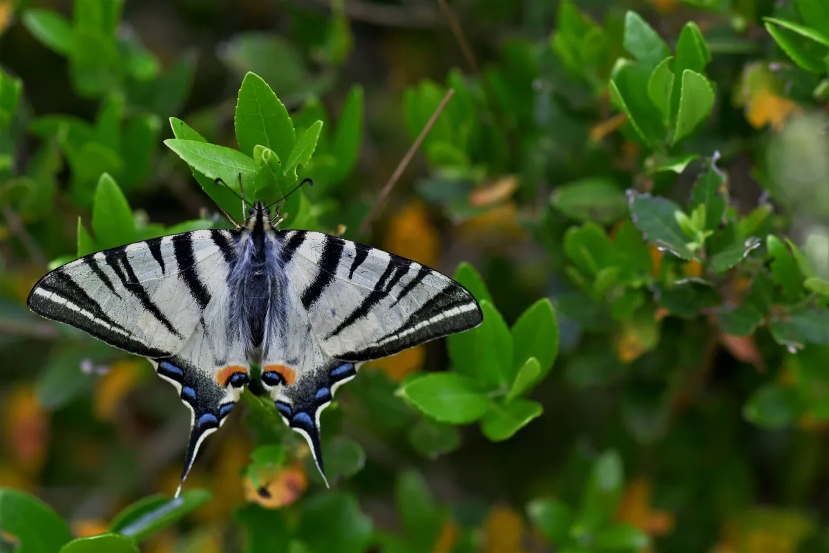 Papillon sauvage posé sur la végétation — photographie d’Yvon JACQUES