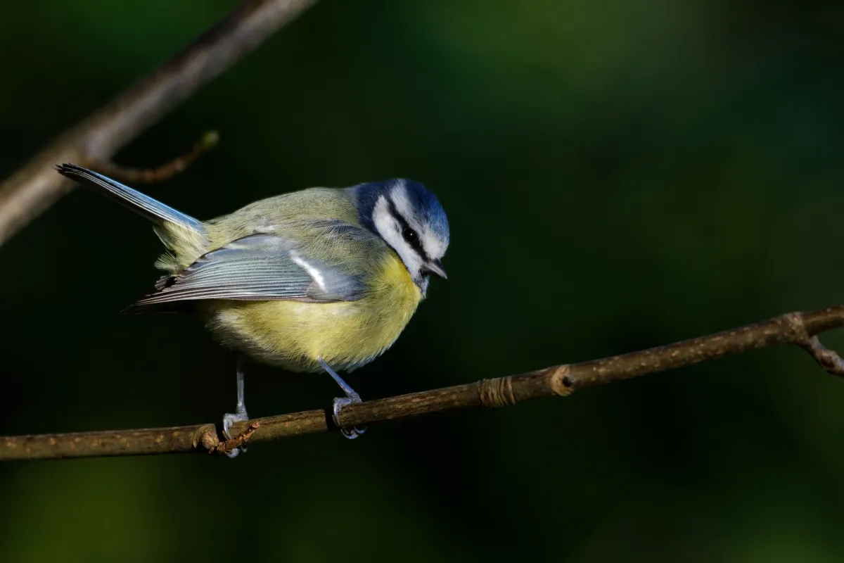 Oiseau sauvage dans son milieu naturel — photographie d’Yvon JACQUES