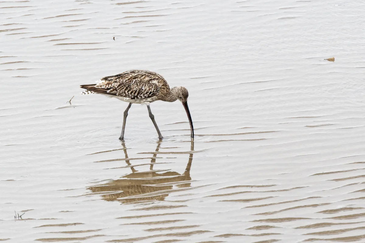 Oiseau sauvage dans son milieu naturel — photographie d’Yvon JACQUES
