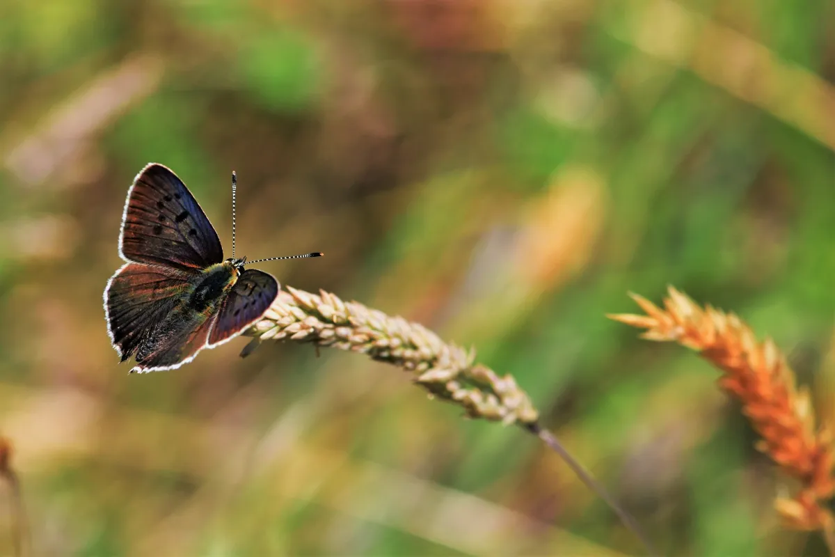 Papillon sauvage posé sur la végétation — photographie d’Yvon JACQUES