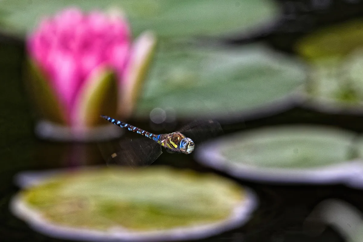 Libellule en vol, en ponte ou au repos — photographie d’Yvon JACQUES