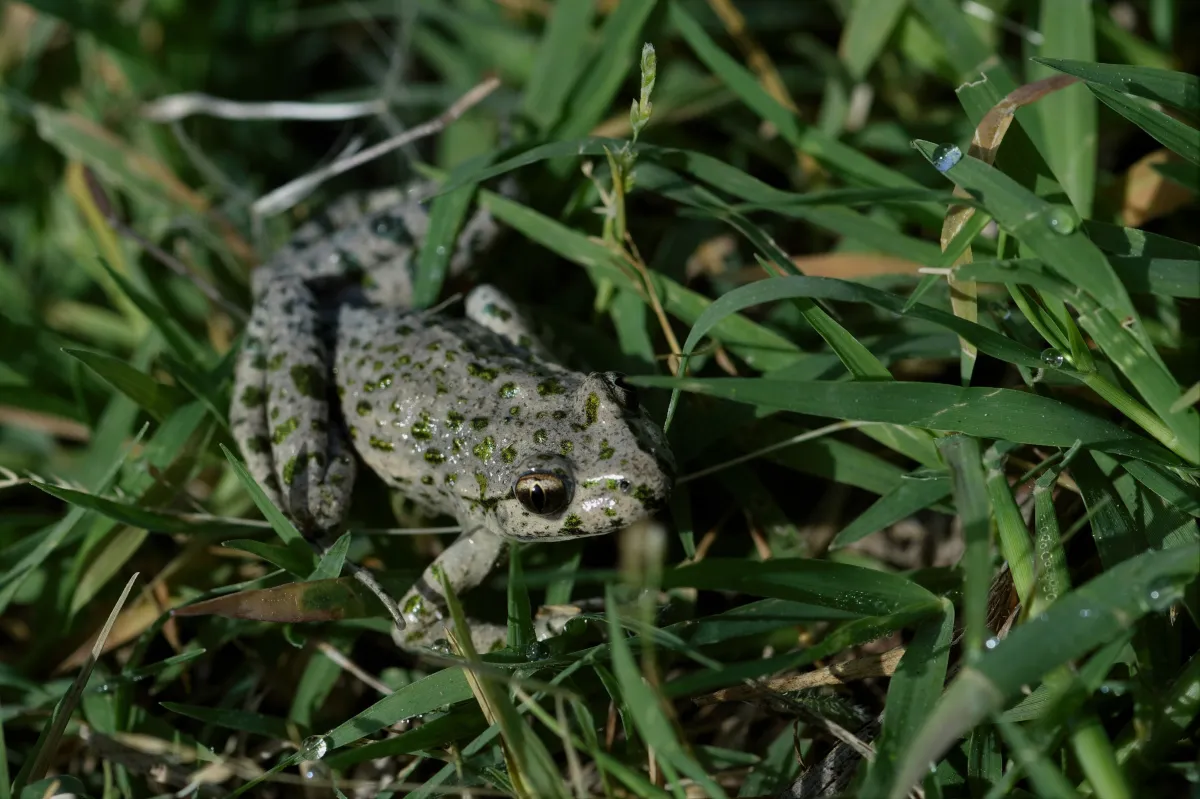 Grenouille, crapaud ou batracien à fleur d’eau — photographie d’Yvon JACQUES