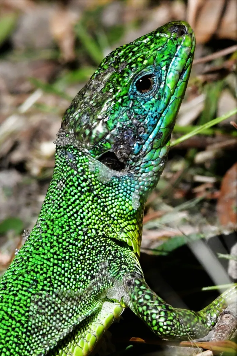 Lézard sauvage dans son habitat — photographie d’Yvon JACQUES