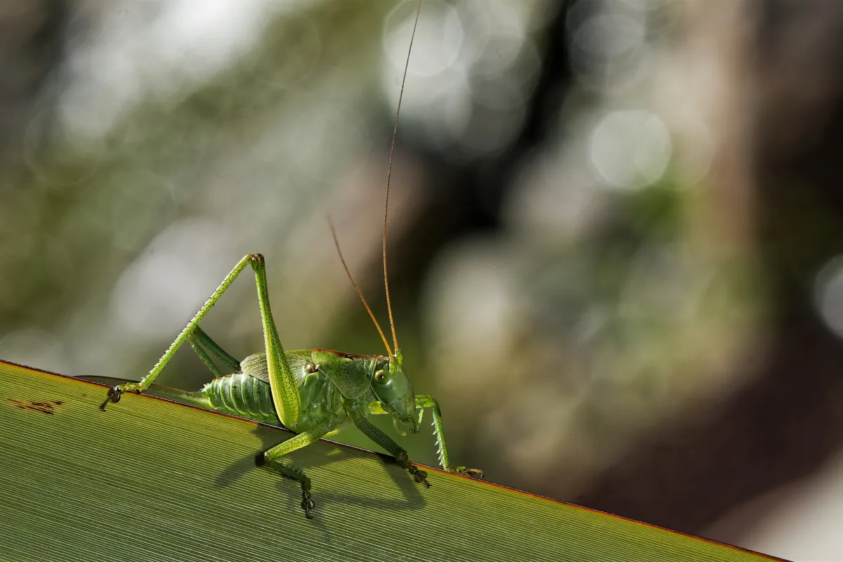 Sauterelle ou criquet dans les hautes herbes — photographie d’Yvon JACQUES