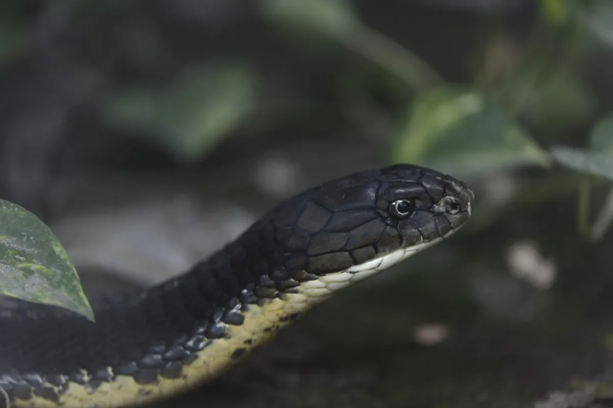 Serpent sauvage dans son milieu naturel — photographie d’Yvon JACQUES