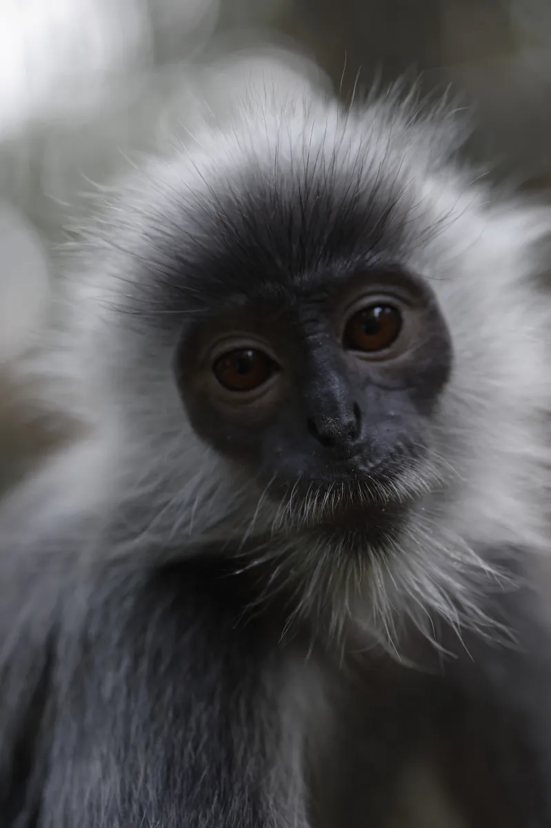 Singe observé dans son environnement — photographie d’Yvon JACQUES