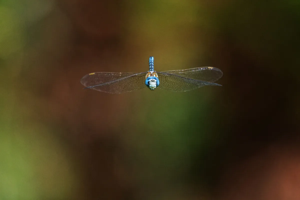 Libellule en vol, en ponte ou au repos — photographie d’Yvon JACQUES