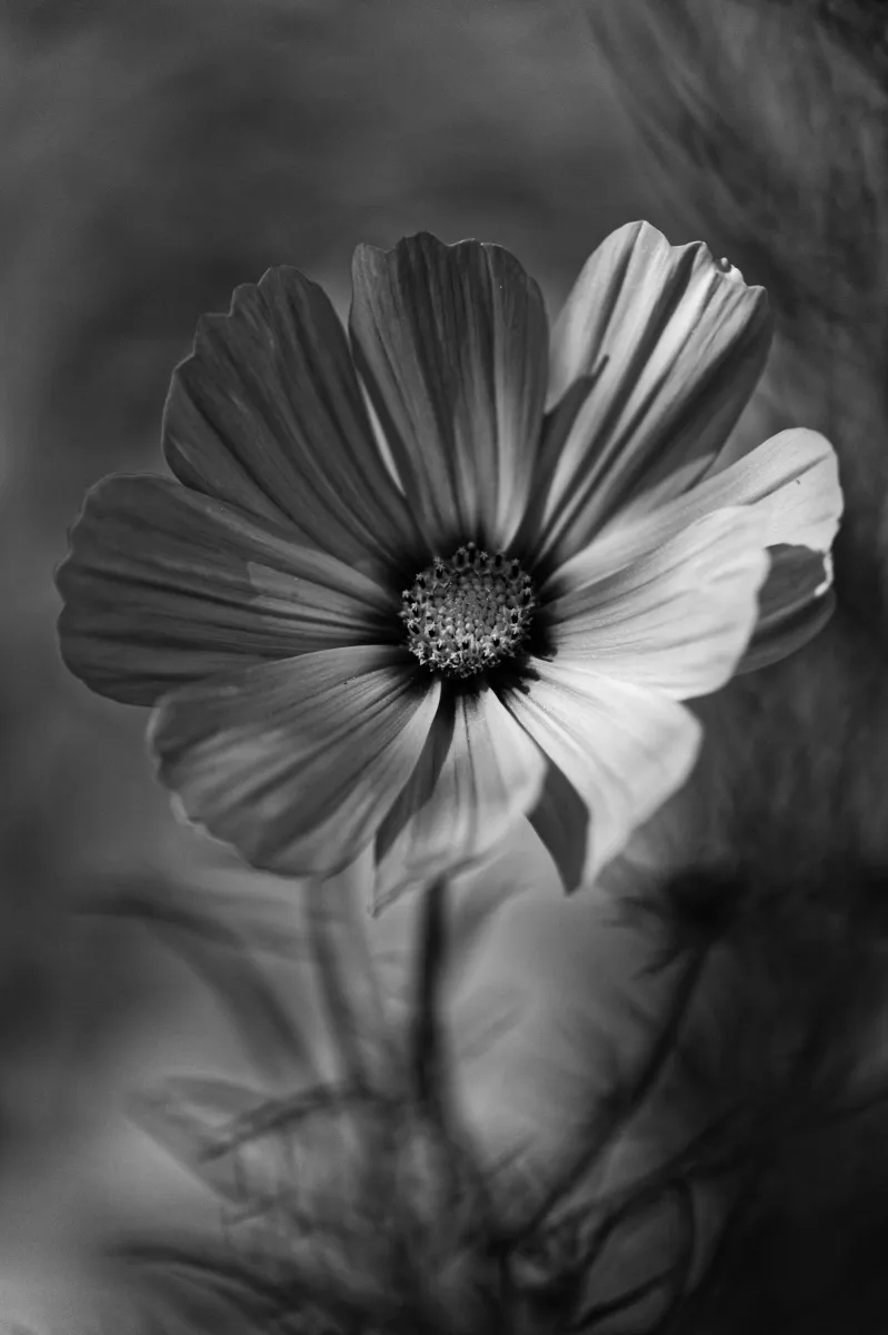 Photographie en noir et blanc jouant avec les ombres et la lumière — photographie d’Yvon JACQUES