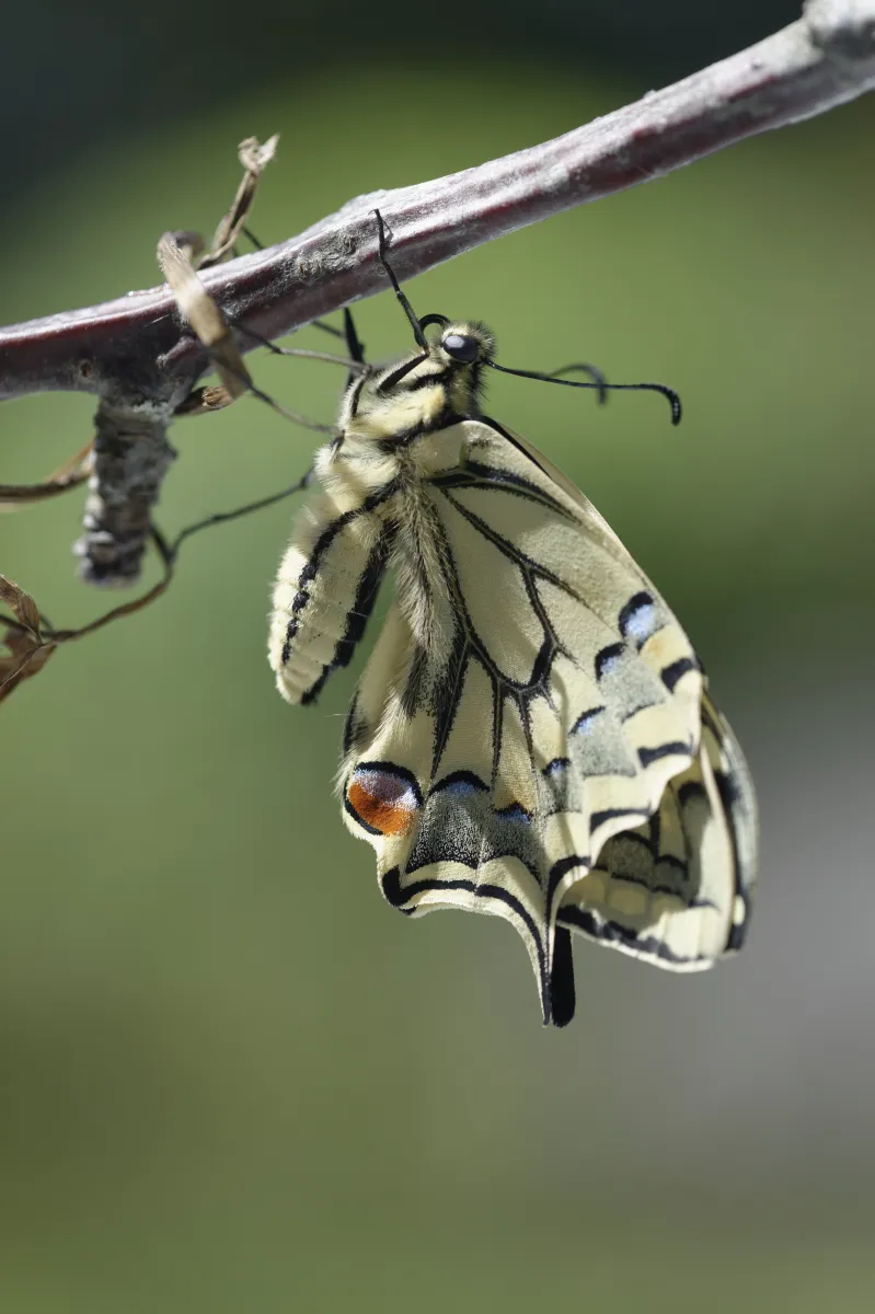 Naissance et métamorphose d’un papillon machaon — photographie d’Yvon JACQUES
