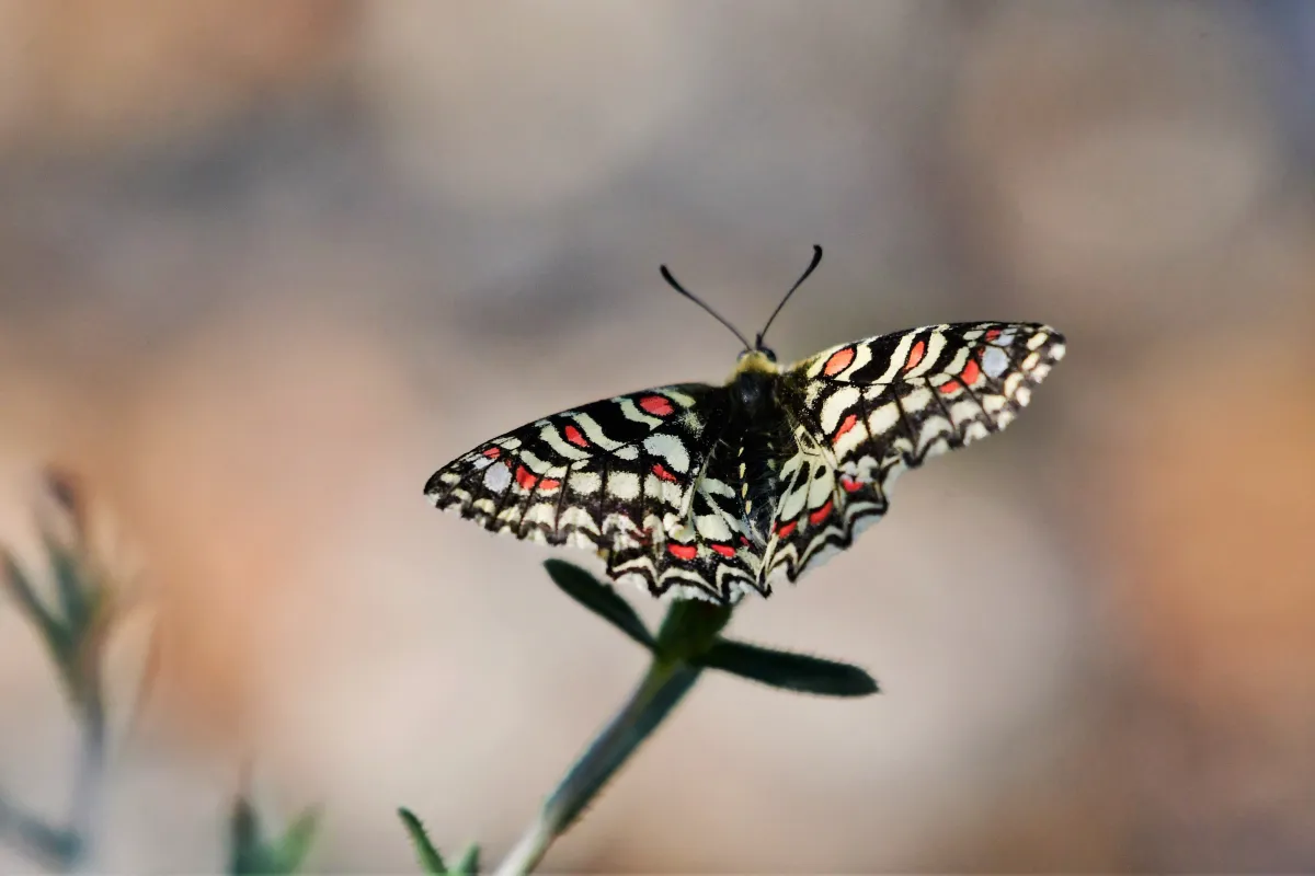 Papillon sauvage posé sur la végétation — photographie d’Yvon JACQUES
