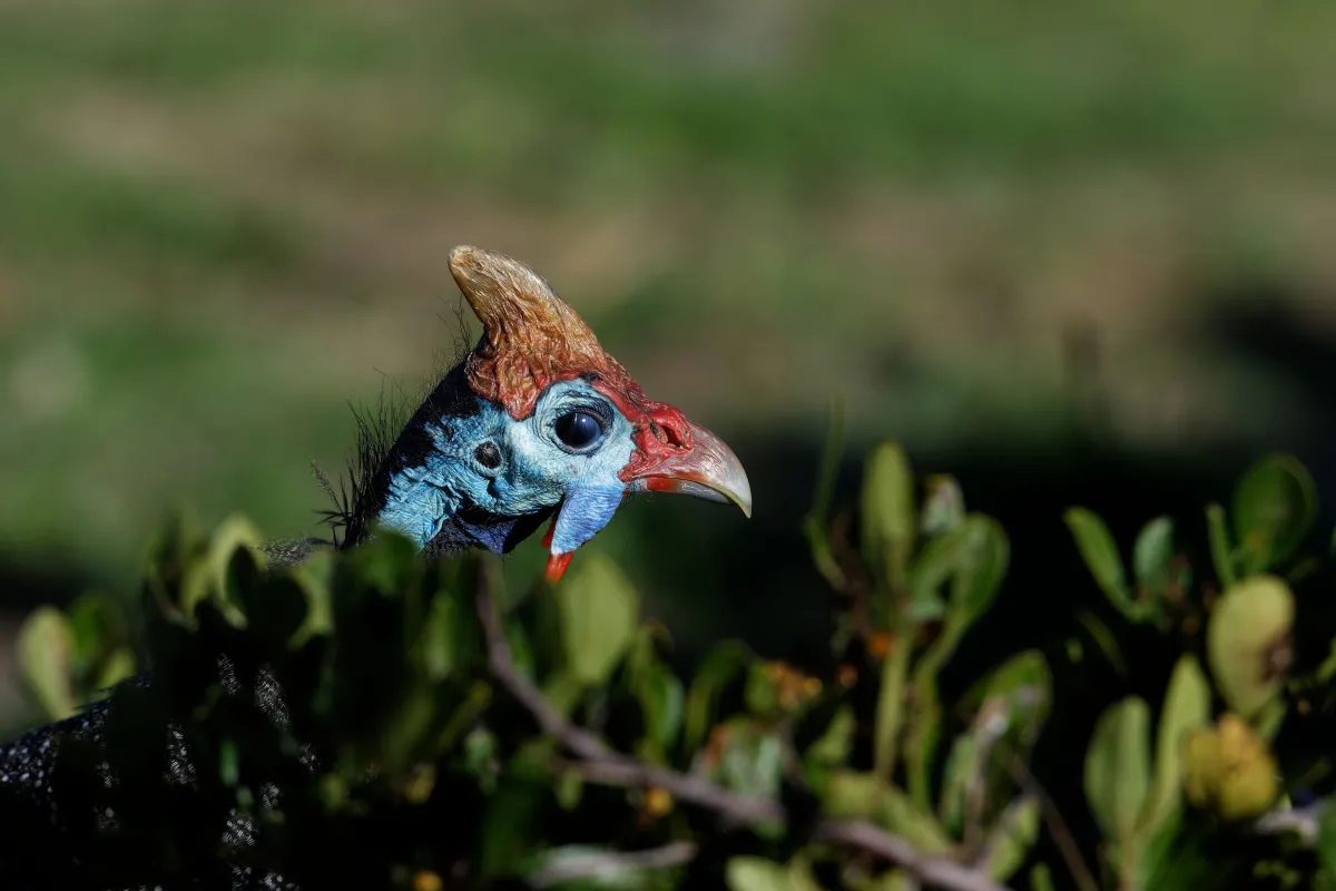 Faune, paysage ou rencontre en Afrique du Sud — photographie d’Yvon JACQUES
