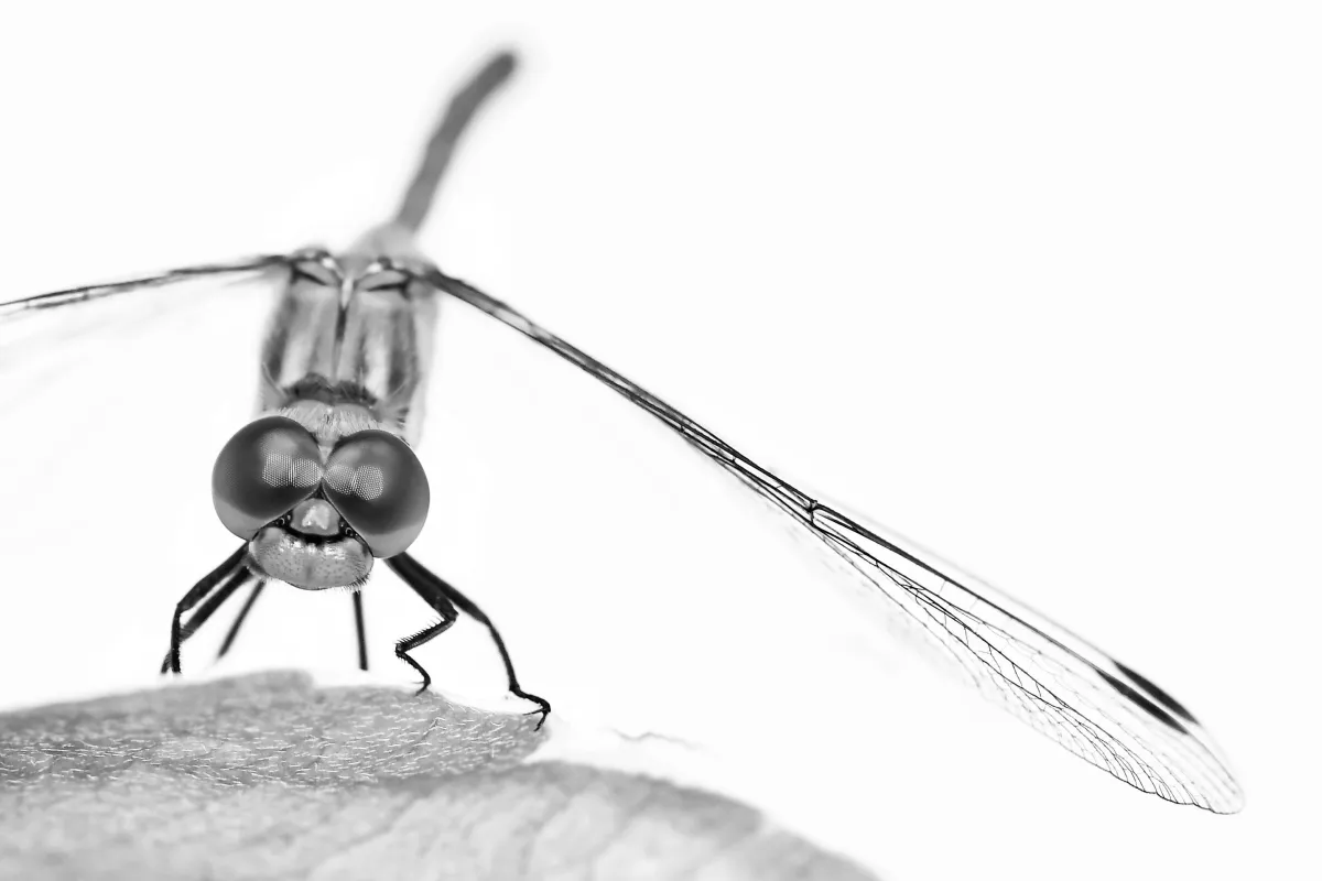 Photographie animalière artistique en high-key — photographie d’Yvon JACQUES