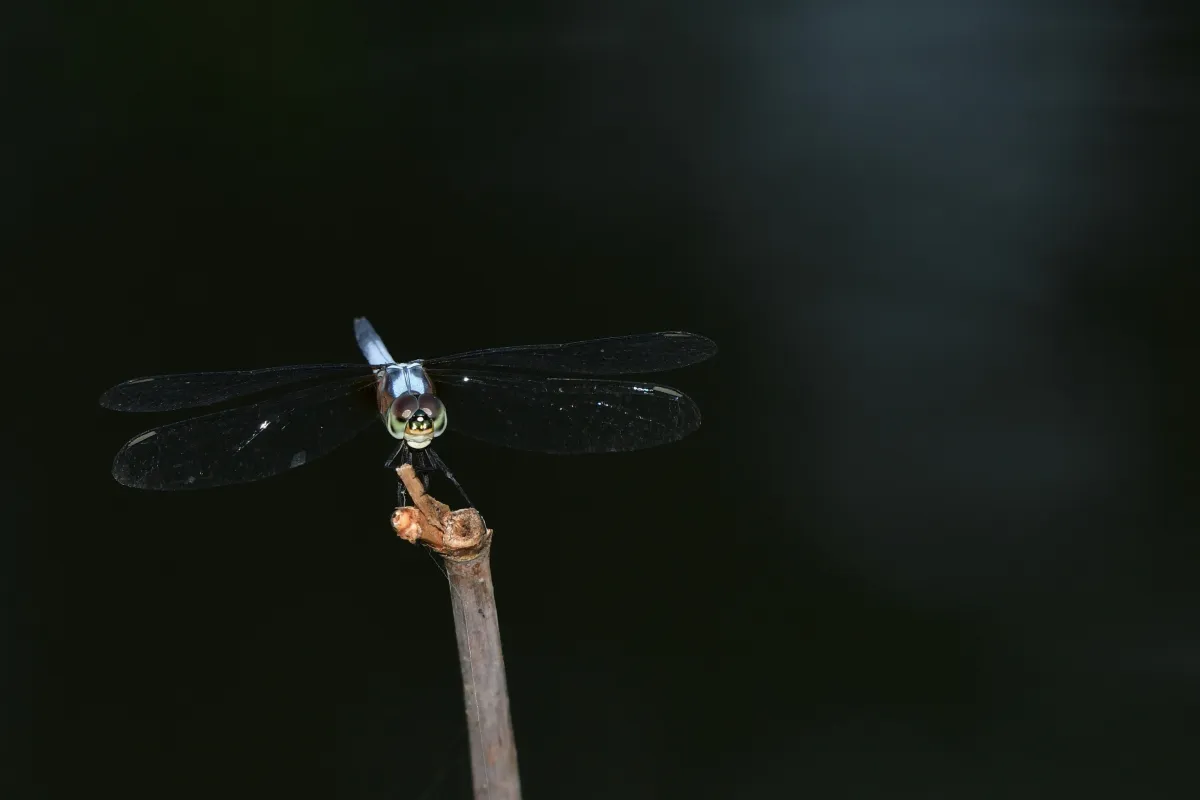 Libellule du Vietnam dans un milieu tropical — photographie d’Yvon JACQUES