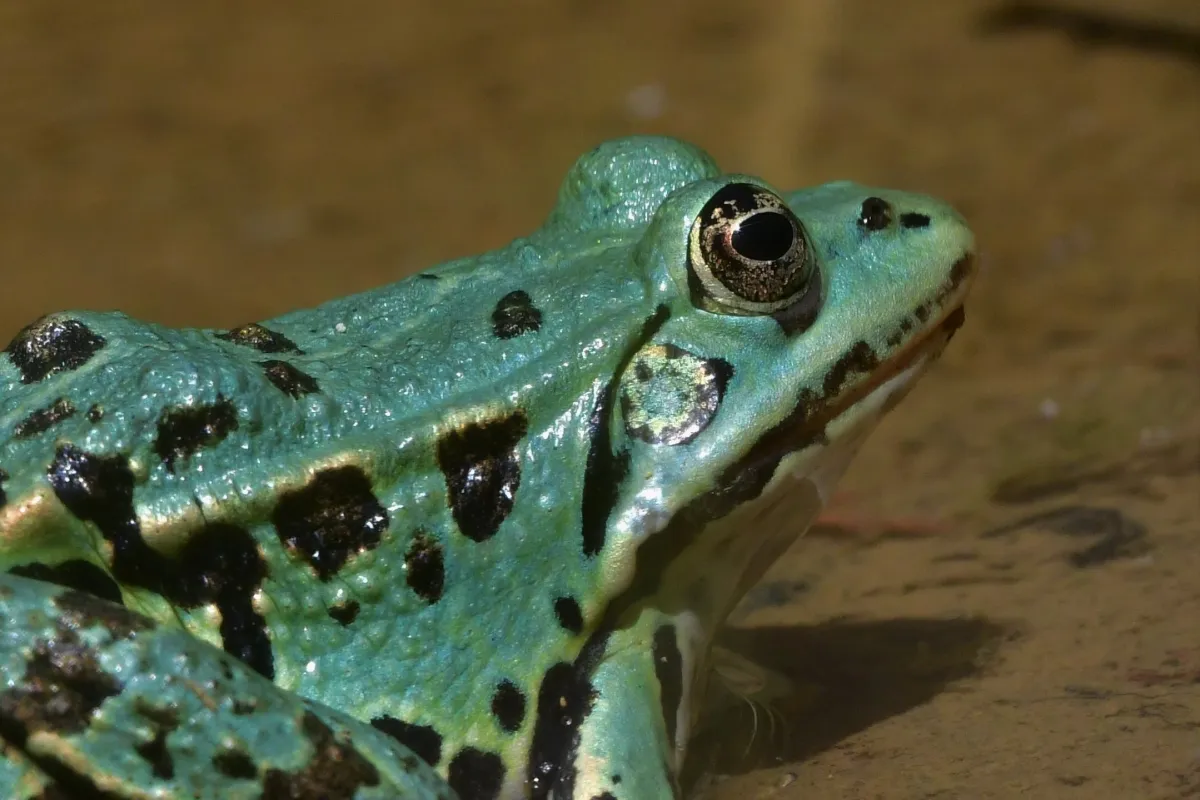 Grenouille, crapaud ou batracien à fleur d’eau — photographie d’Yvon JACQUES