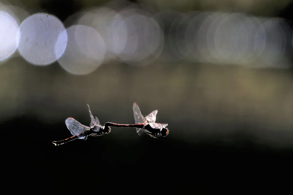 Libellule en vol, en ponte ou au repos — photographie d’Yvon JACQUES