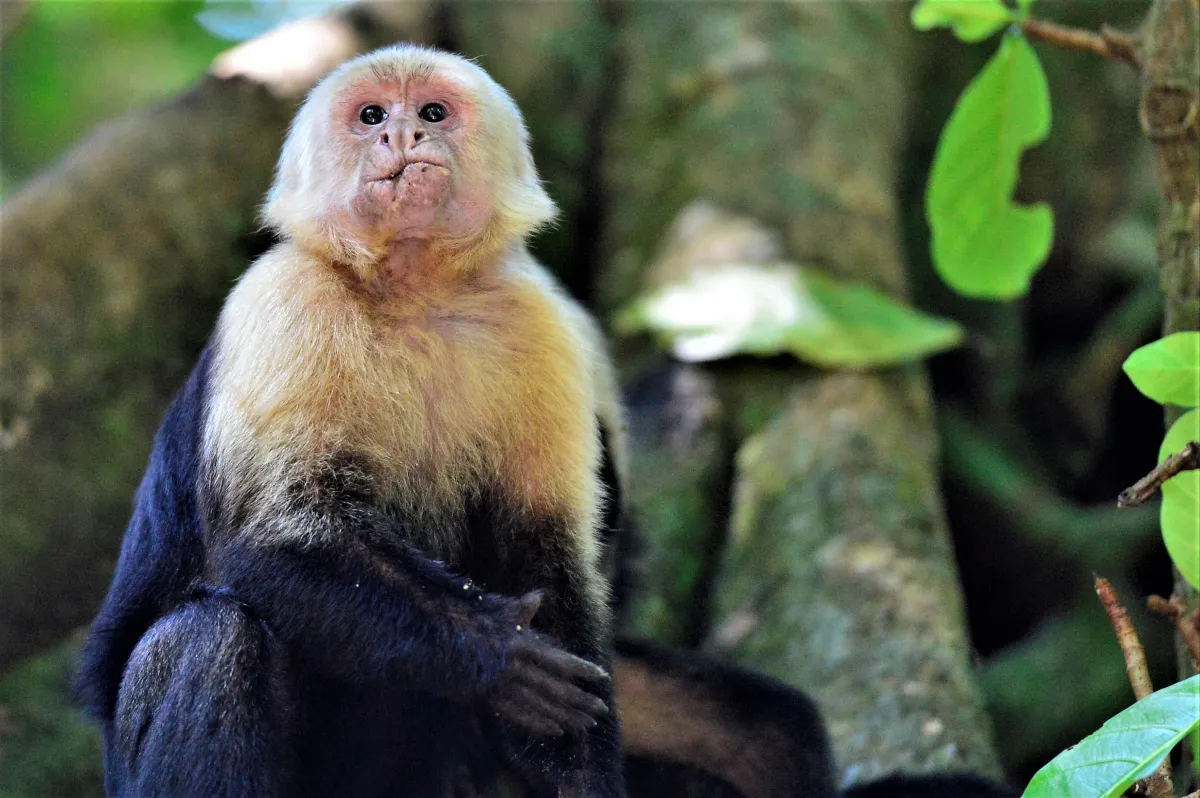 Singe observé dans son environnement — photographie d’Yvon JACQUES