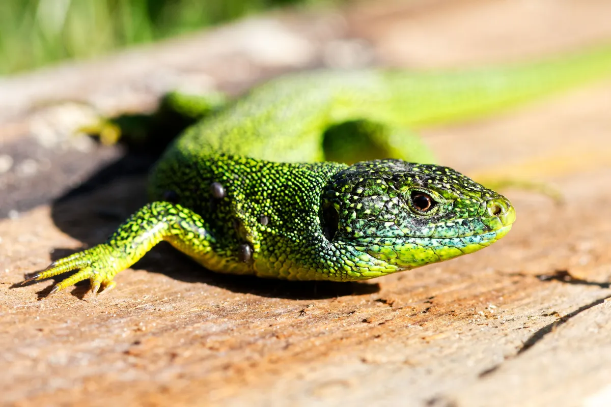 Lézard sauvage dans son habitat — photographie d’Yvon JACQUES