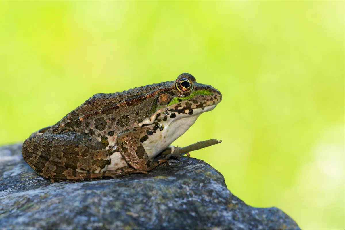 Grenouille, crapaud ou batracien à fleur d’eau — photographie d’Yvon JACQUES
