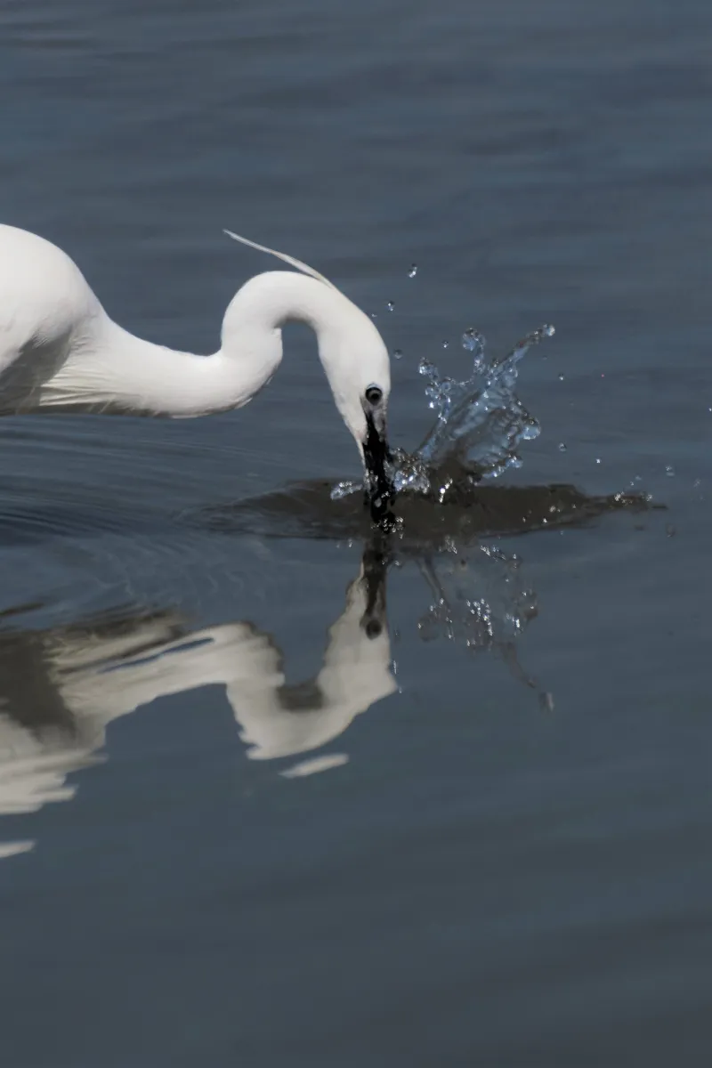Oiseau sauvage au bec remarquable — photographie d’Yvon JACQUES