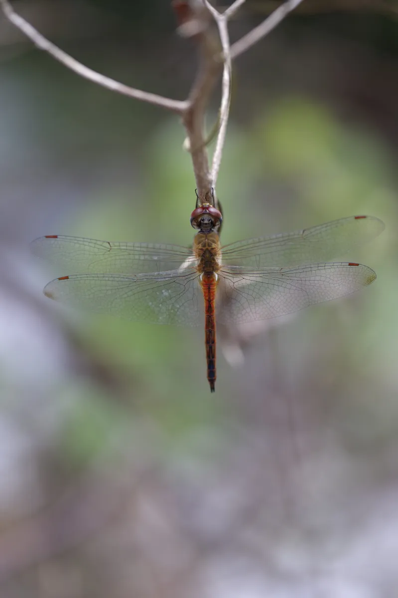 Libellule du Vietnam dans un milieu tropical — photographie d’Yvon JACQUES