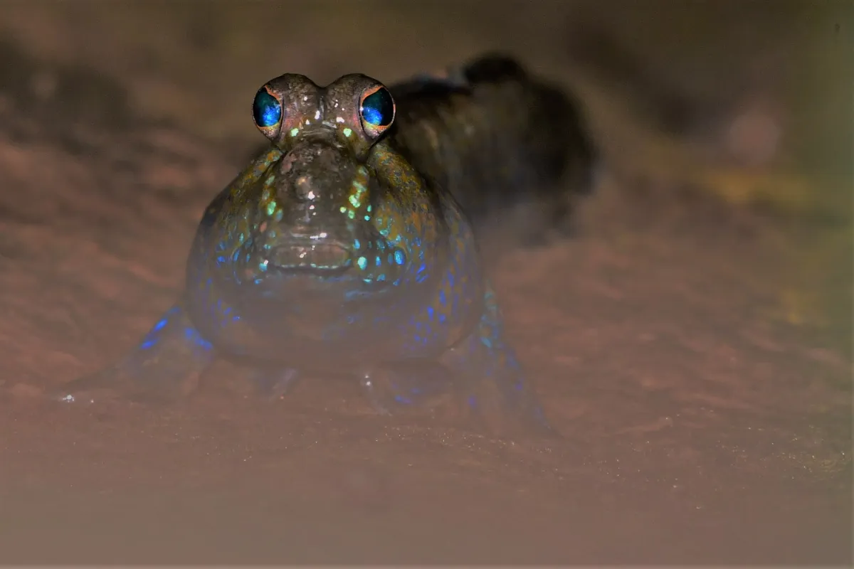 Périophtalme entre terre et eau — photographie d’Yvon JACQUES