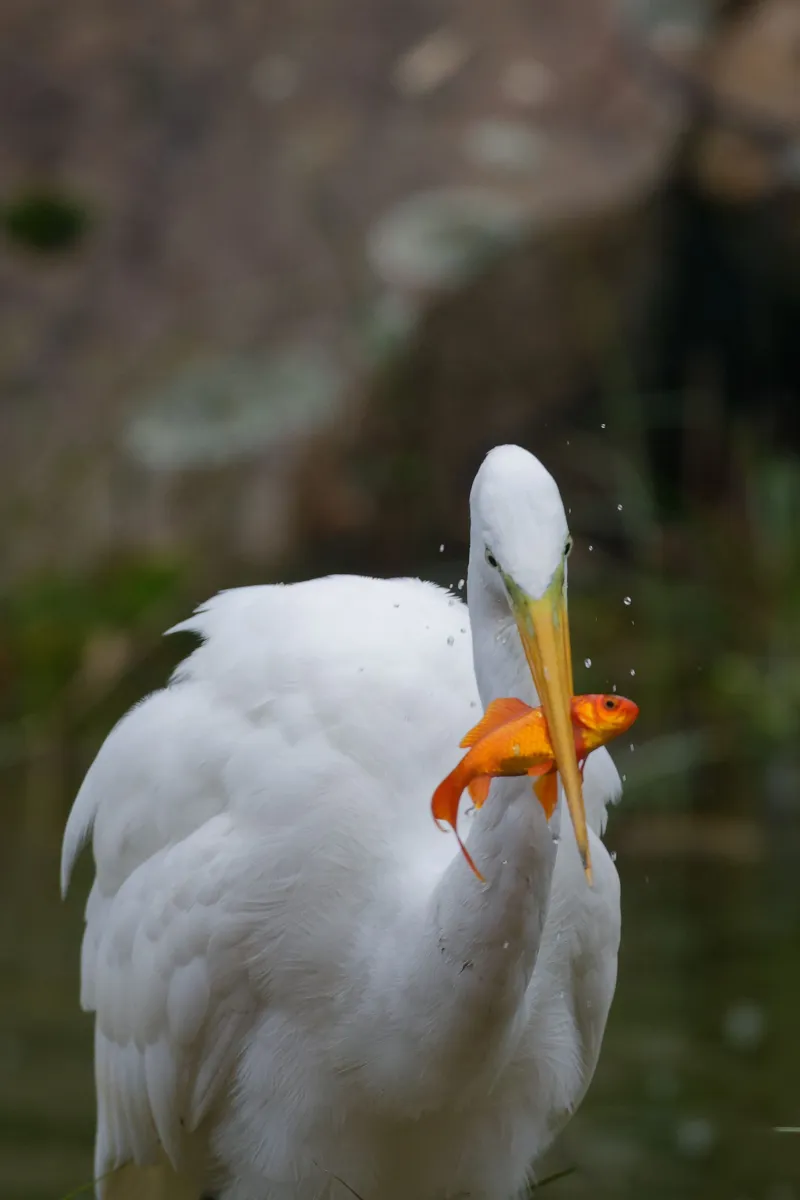 Oiseau sauvage dans son milieu naturel — photographie d’Yvon JACQUES