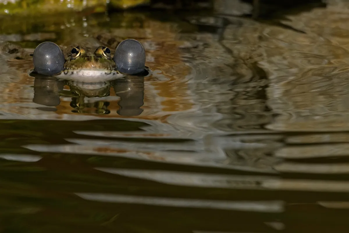 Grenouille, crapaud ou batracien à fleur d’eau — photographie d’Yvon JACQUES