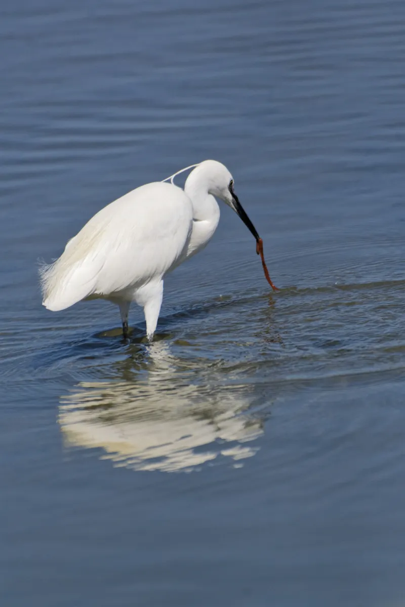 Oiseau sauvage au bec remarquable — photographie d’Yvon JACQUES