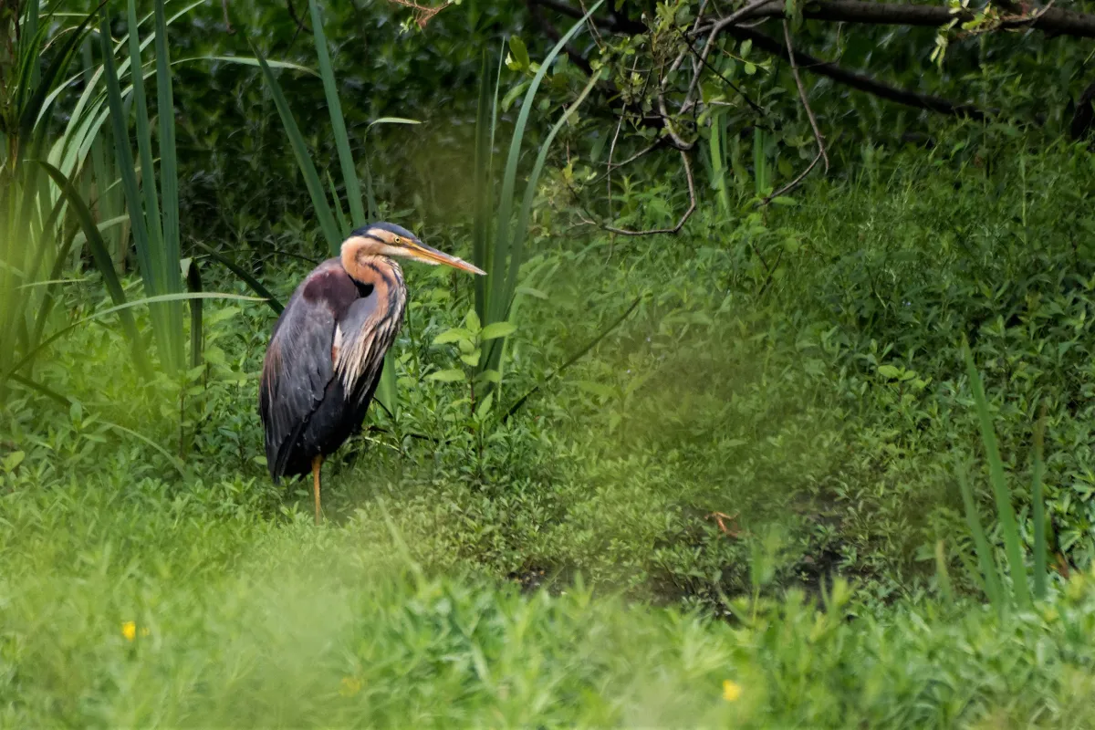Oiseau sauvage au bec remarquable — photographie d’Yvon JACQUES