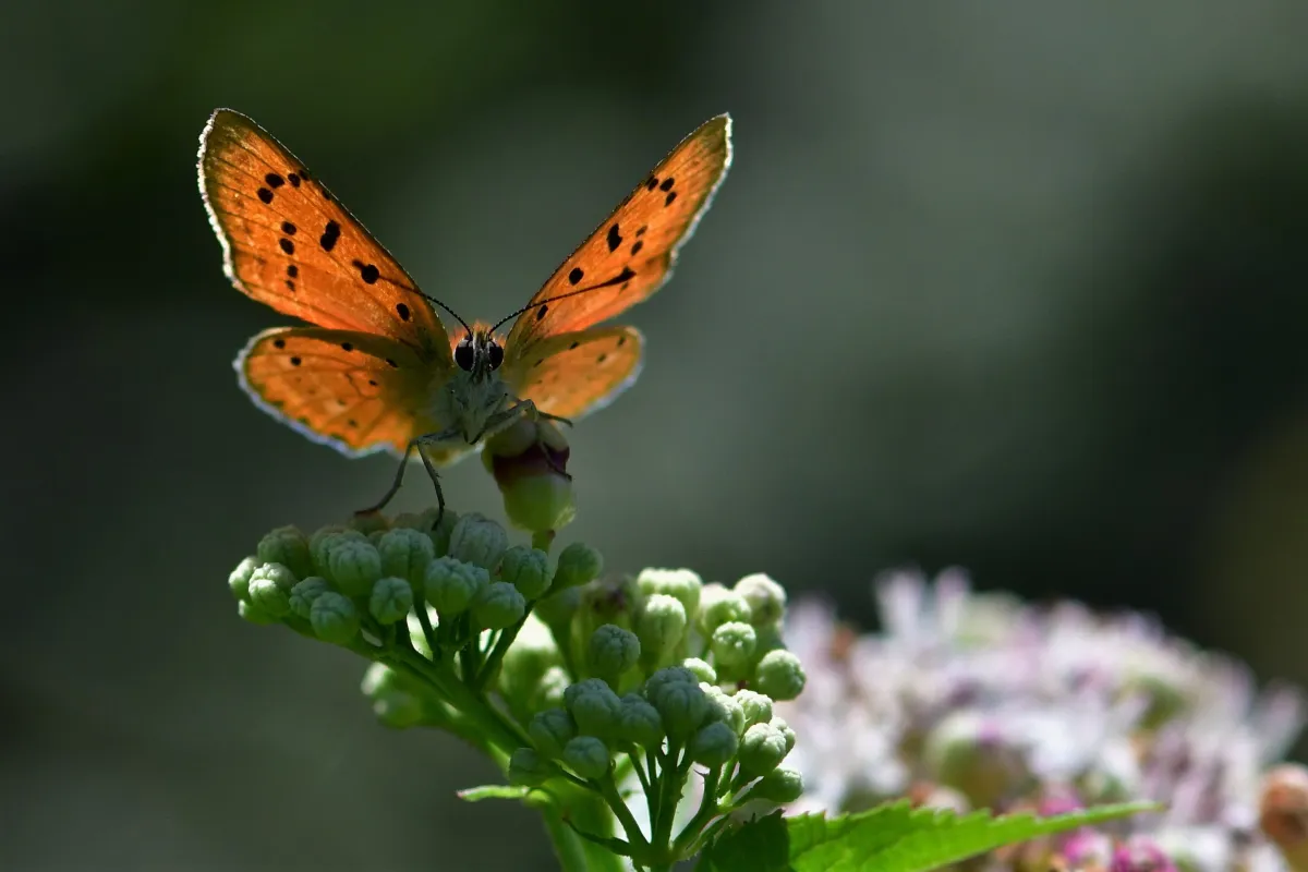 Papillon sauvage posé sur la végétation — photographie d’Yvon JACQUES