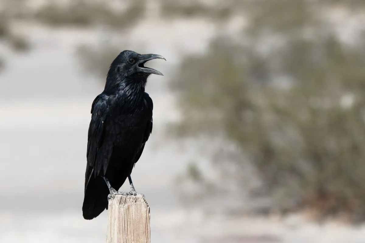 Faune ou paysage des grands espaces américains — photographie d’Yvon JACQUES