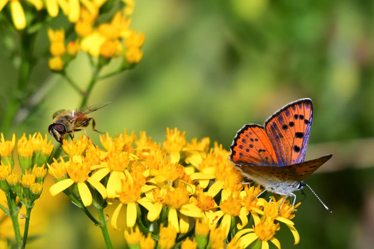Papillon sauvage posé sur la végétation — photographie d’Yvon JACQUES