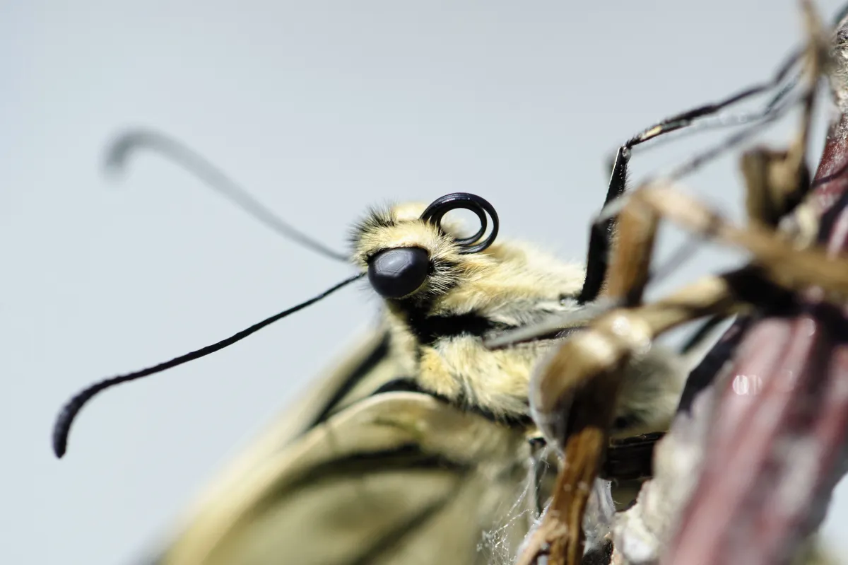 Naissance et métamorphose d’un papillon machaon — photographie d’Yvon JACQUES