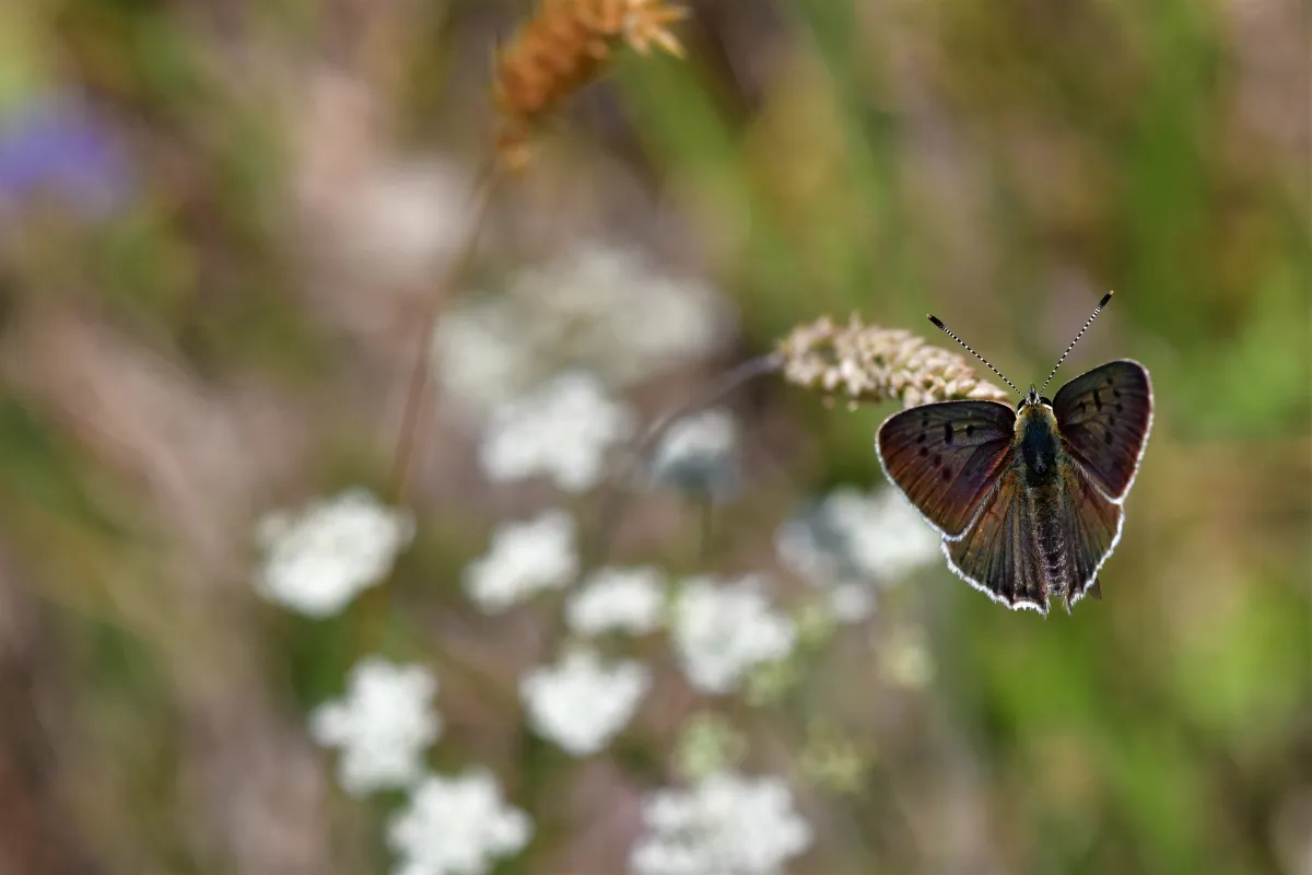 Papillon sauvage posé sur la végétation — photographie d’Yvon JACQUES
