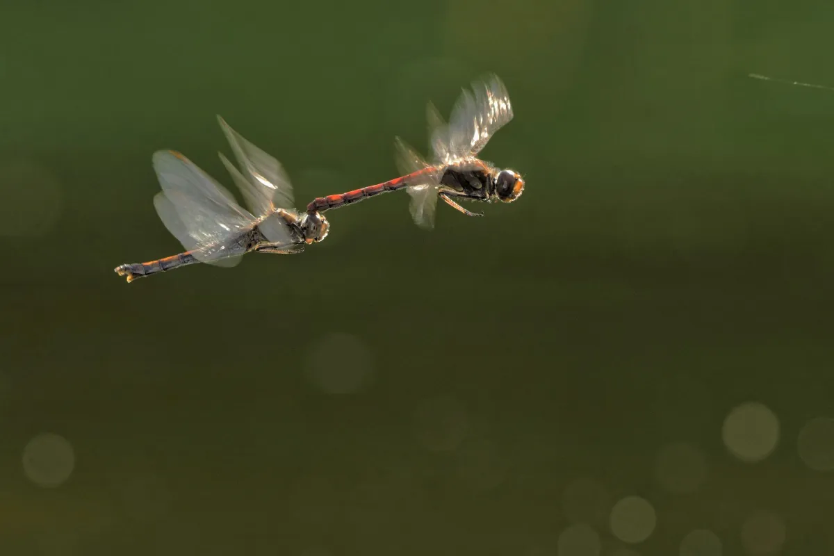 Libellule en vol, en ponte ou au repos — photographie d’Yvon JACQUES