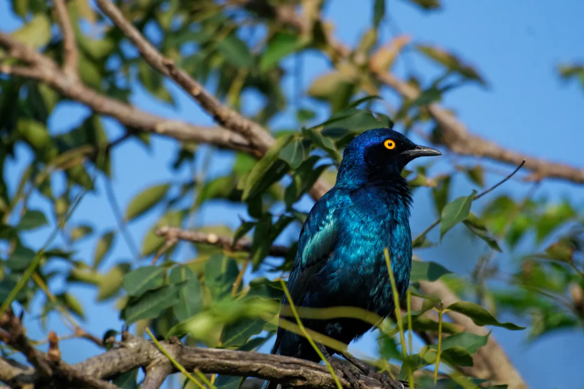 Faune, paysage ou rencontre en Afrique du Sud — photographie d’Yvon JACQUES