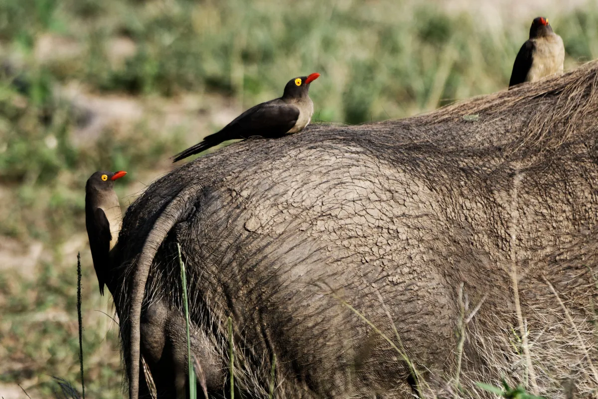 Faune, paysage ou rencontre en Afrique du Sud — photographie d’Yvon JACQUES