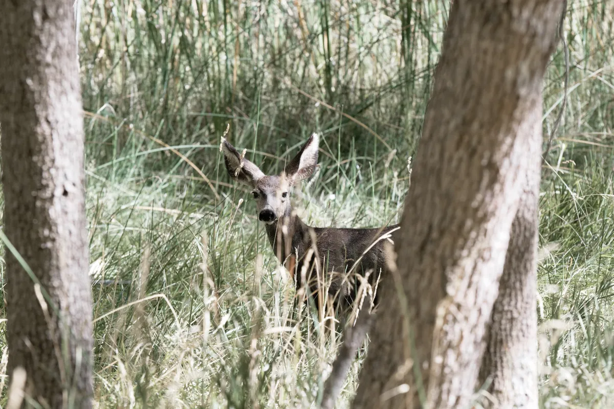 Faune ou paysage des grands espaces américains — photographie d’Yvon JACQUES