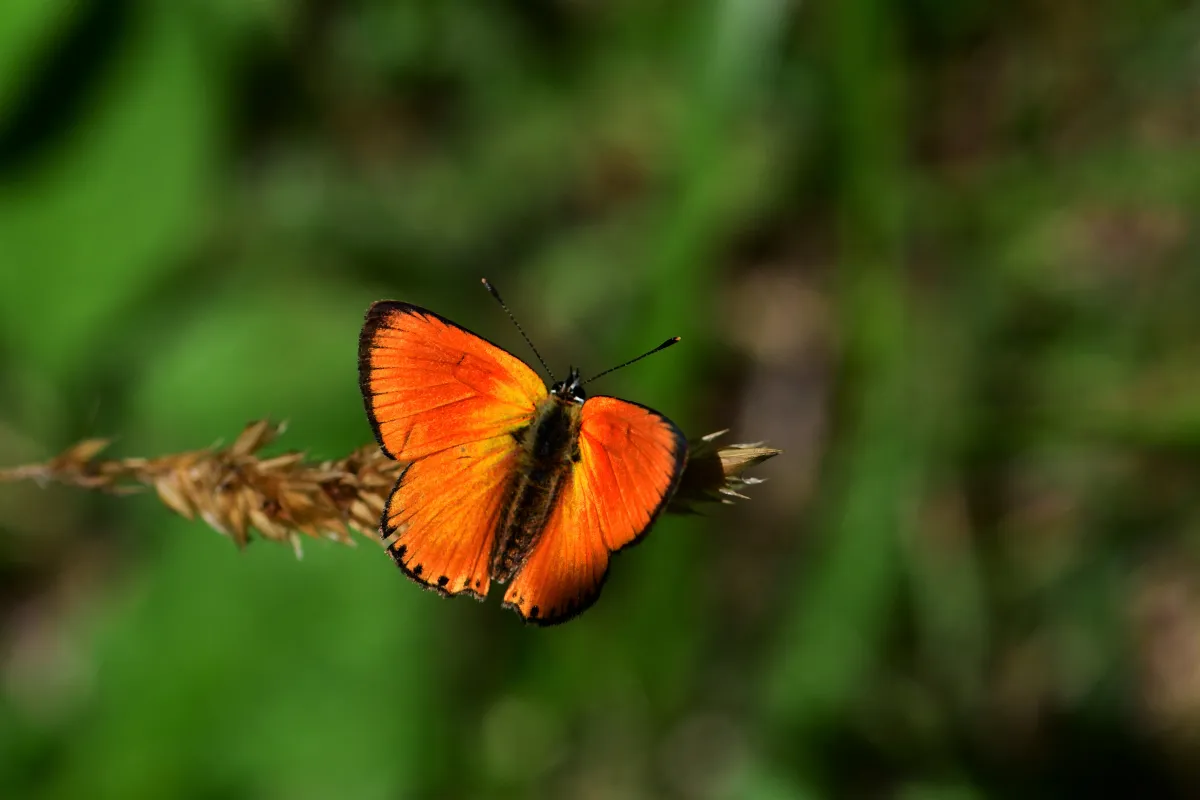 Papillon sauvage posé sur la végétation — photographie d’Yvon JACQUES