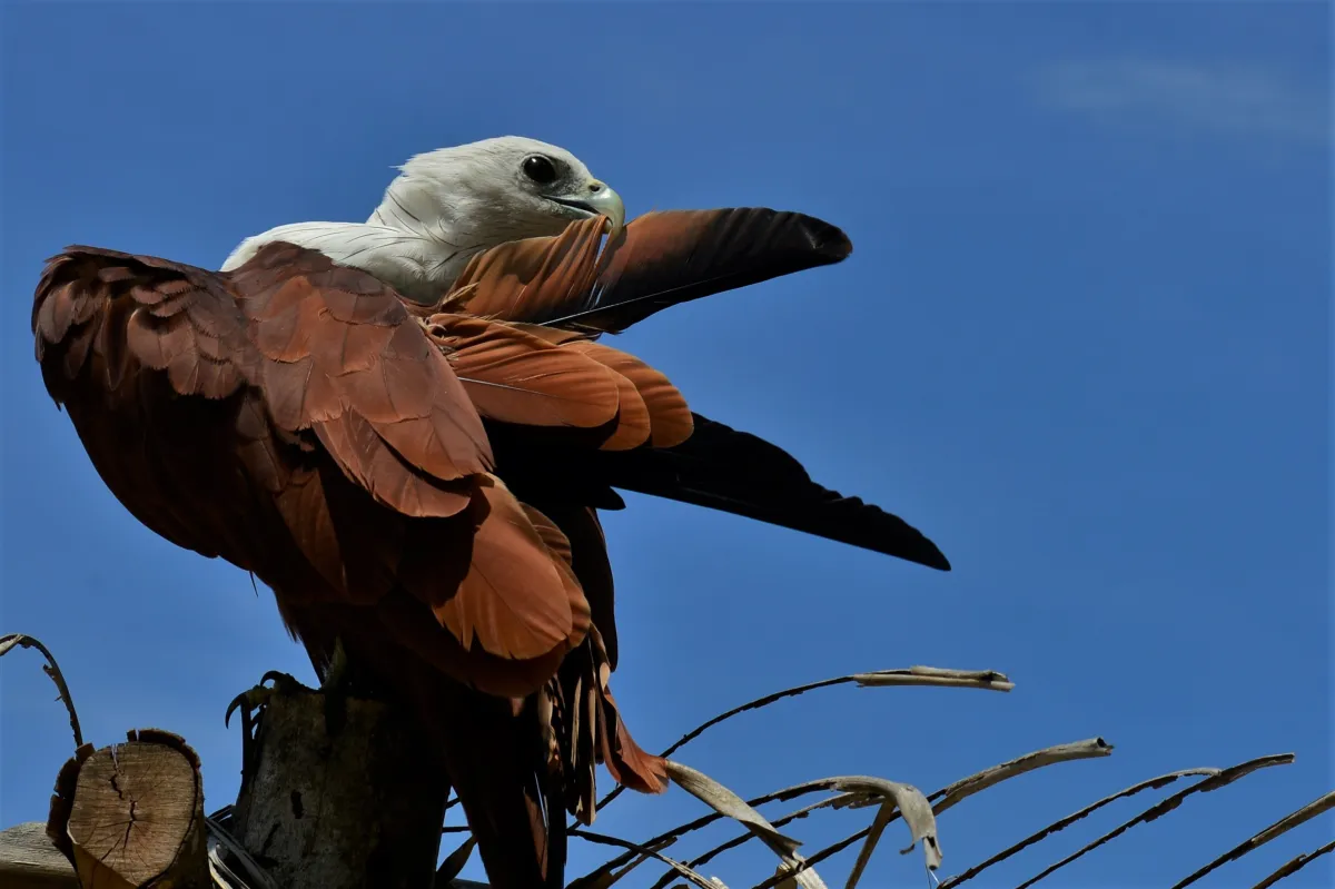 Oiseau sauvage dans son milieu naturel — photographie d’Yvon JACQUES