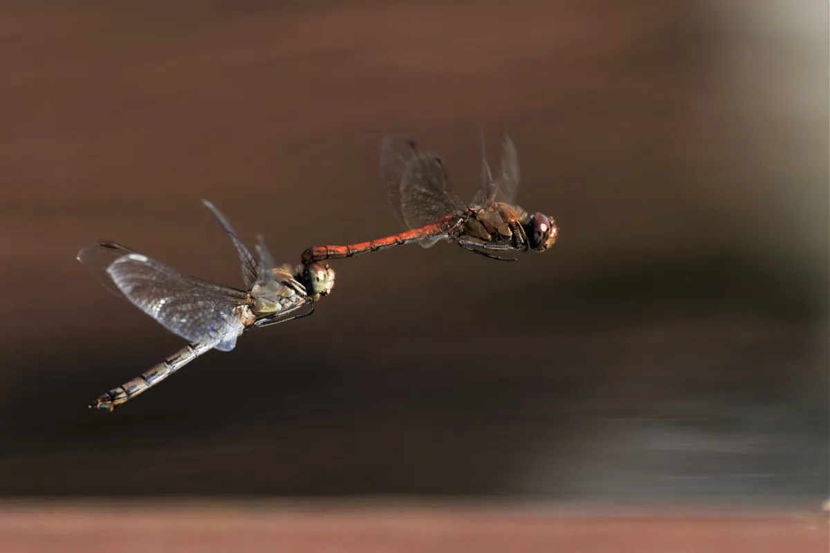 Libellule en vol, en ponte ou au repos — photographie d’Yvon JACQUES