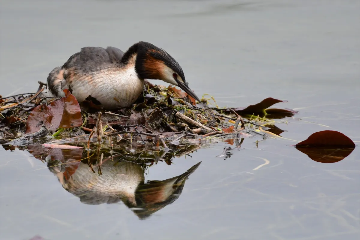 Oiseau sauvage dans son milieu naturel — photographie d’Yvon JACQUES
