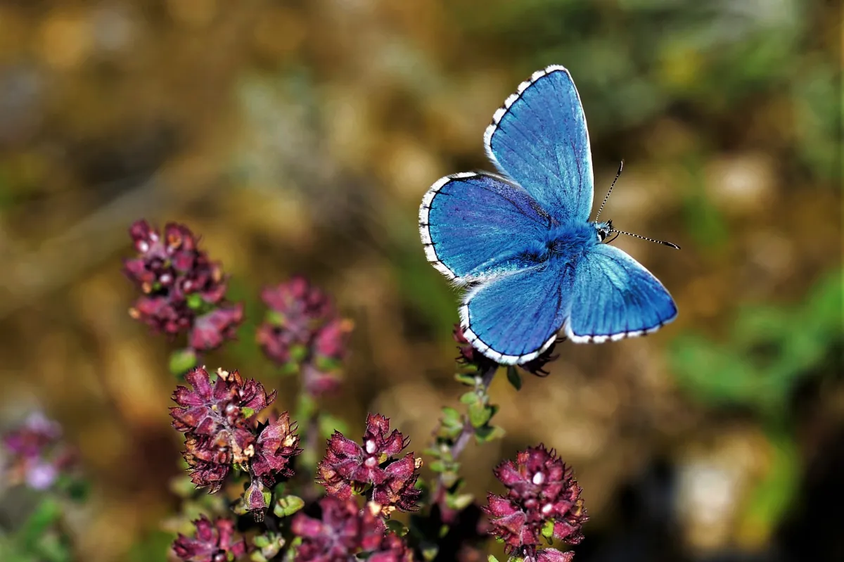Papillon sauvage posé sur la végétation — photographie d’Yvon JACQUES