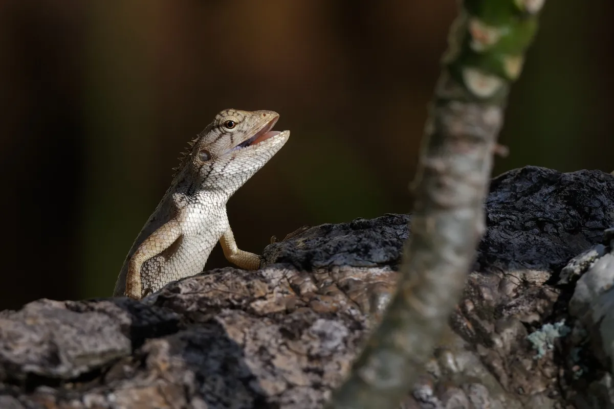 Lézard sauvage dans son habitat — photographie d’Yvon JACQUES